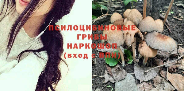 прущие грибы Абинск